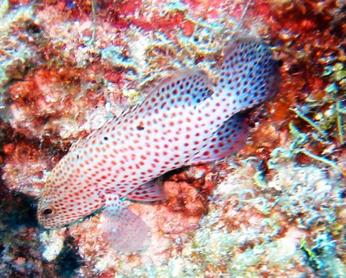 Graysby - Cephalopholis cruentata - Bimini, Bahamas