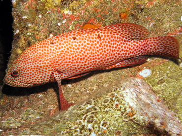 Graysby - Cephalopholis cruentata - Grand Cayman