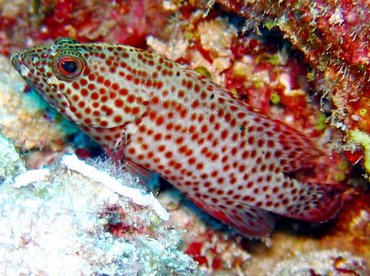 Graysby - Cephalopholis cruentata - Isla Mujeres, Mexico