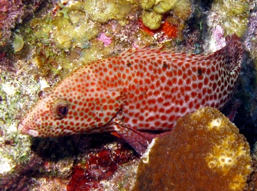 Graysby - Cephalopholis cruentata - Belize