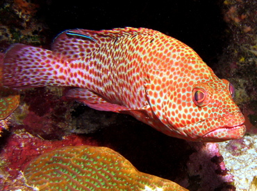 Graysby - Cephalopholis cruentata - Roatan, Honduras