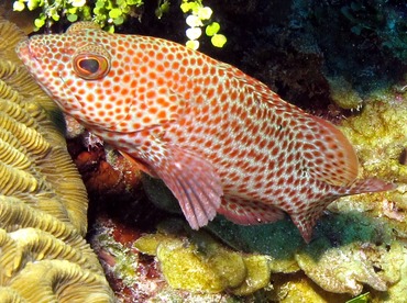 Graysby - Cephalopholis cruentata - Belize