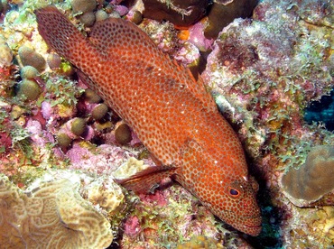 Graysby - Cephalopholis cruentata - Bonaire