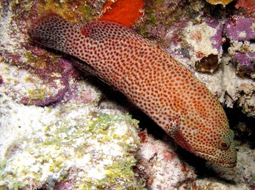 Graysby - Cephalopholis cruentata - Bonaire