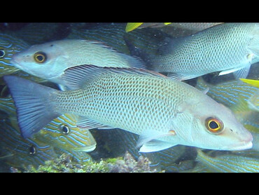 Gray Snapper - Lutjanus griseus - Key West, Florida