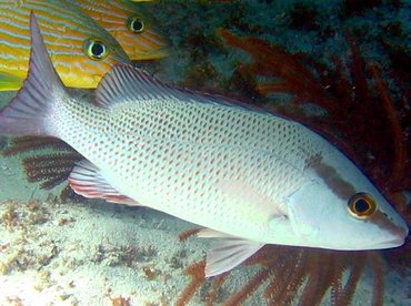 Gray Snapper - Lutjanus griseus - Key Largo, Florida