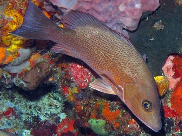 Gray Snapper - Lutjanus griseus - Isla Mujeres, Mexico