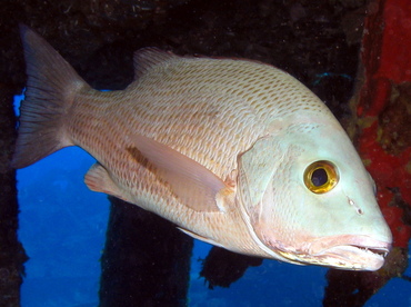 Gray Snapper - Lutjanus griseus - Grand Cayman