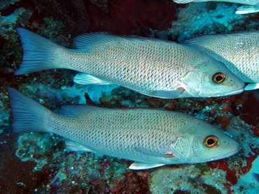 Gray Snapper - Lutjanus griseus - Cozumel, Mexico