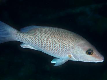 Gray Snapper - Lutjanus griseus - British Virgin Islands