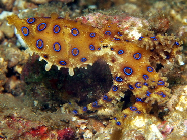 Greater Blue-Ringed Octopus - Hapalochlaena lunulata - Lembeh Strait, Indonesia
