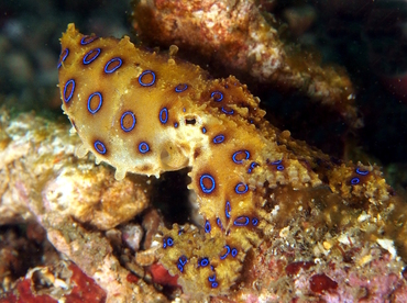 Greater Blue-Ringed Octopus - Hapalochlaena lunulata - Lembeh Strait, Indonesia