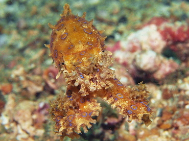 Greater Blue-Ringed Octopus - Hapalochlaena lunulata - Lembeh Strait, Indonesia