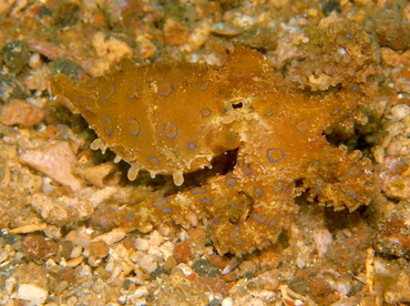 Greater Blue-Ringed Octopus - Hapalochlaena lunulata - Lembeh Strait, Indonesia