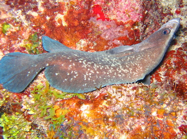 Greater Soapfish - Rypticus saponaceus - Grand Cayman