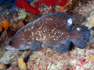 Greater Soapfish - Rypticus saponaceus - Palm Beach, Florida