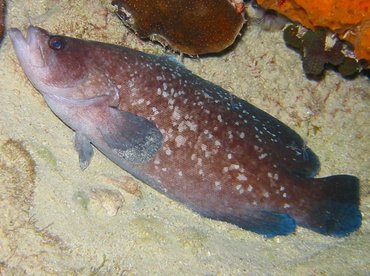 Greater Soapfish - Rypticus saponaceus - Bonaire