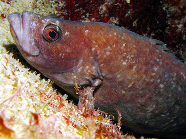 Greater Soapfish - Rypticus saponaceus - Grand Cayman