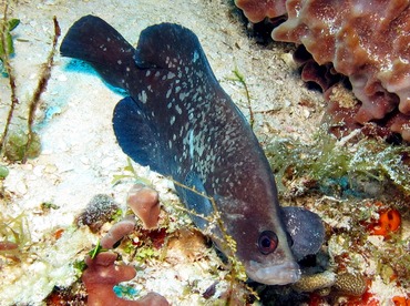 Greater Soapfish - Rypticus saponaceus - Cozumel, Mexico