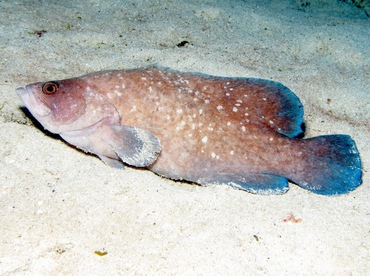 Greater Soapfish - Rypticus saponaceus - Grand Cayman