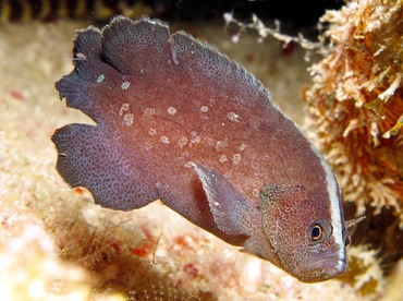 Greater Soapfish - Rypticus saponaceus - Cozumel, Mexico