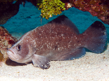 Greater Soapfish - Rypticus saponaceus - Grand Cayman