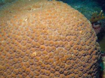 Great Star Coral - Montastraea cavernosa - Aruba