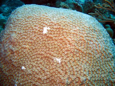 Great Star Coral - Montastraea cavernosa - Aruba