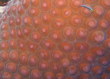 Great Star Coral - Montastraea cavernosa - Turks and Caicos