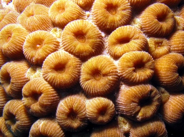 Great Star Coral - Montastraea cavernosa - Belize