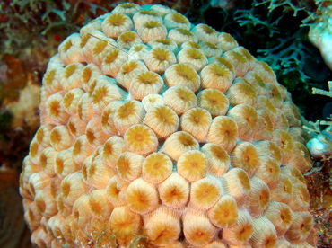 Great Star Coral - Montastraea cavernosa - Cozumel, Mexico