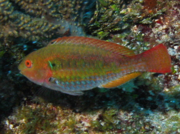 Greenblotch Parrotfish - Sparisoma atomarium - Belize