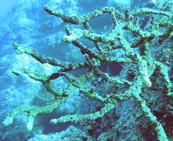 Green Finger Sponge - Iotrochota birotulata - Little Cayman