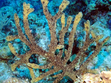Green Finger Sponge - Iotrochota birotulata - Nassau, Bahamas