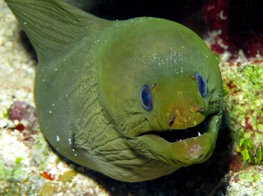 Green Moray Eel - Gymnothorax funebris - Belize