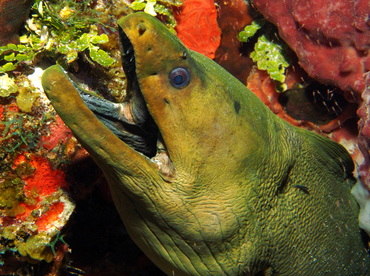 Green Moray Eel - Gymnothorax funebris - Turks and Caicos