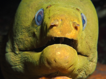 Green Moray Eel - Gymnothorax funebris - Grand Cayman