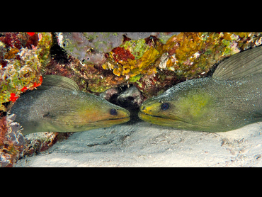 Green Moray Eel - Gymnothorax funebris - Cozumel, Mexico