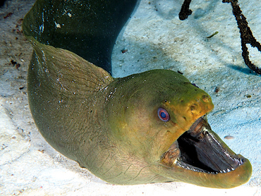 Green Moray Eel - Gymnothorax funebris - Cozumel, Mexico