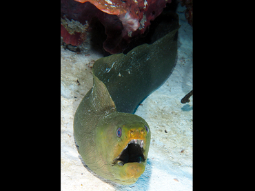 Green Moray Eel - Gymnothorax funebris - Cozumel, Mexico