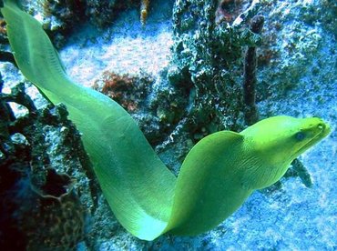 Green Moray Eel - Gymnothorax funebris - Bimini, Bahamas