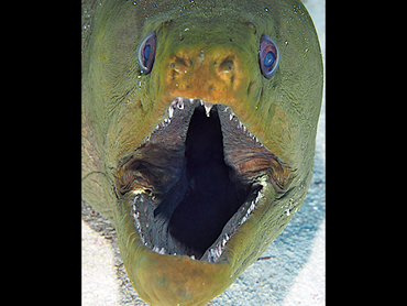 Green Moray Eel - Gymnothorax funebris - Cozumel, Mexico