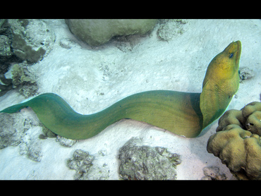 Green Moray Eel - Gymnothorax funebris - Bonaire