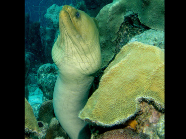 Green Moray Eel - Gymnothorax funebris - Bonaire