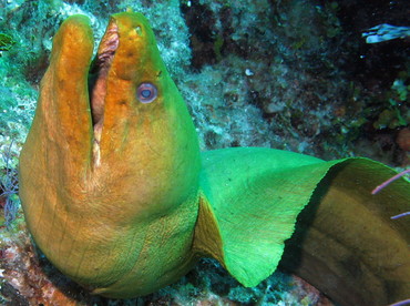 Green Moray Eel - Gymnothorax funebris - Nassau, Bahamas