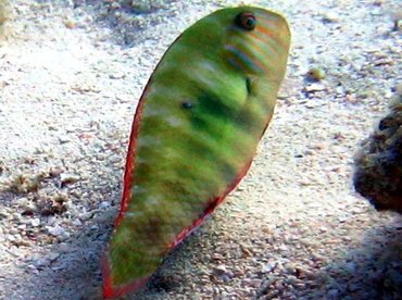 Green Razorfish - Xyrichtys splendens - Key Largo, Florida