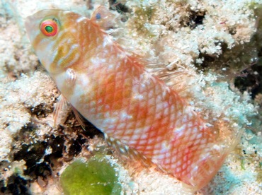Green Razorfish - Xyrichtys splendens - Cozumel, Mexico