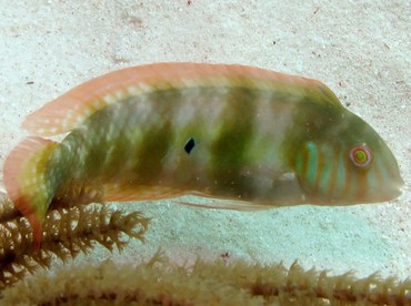 Green Razorfish - Xyrichtys splendens - Bonaire