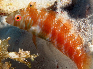 Green Razorfish - Xyrichtys splendens - Cozumel, Mexico