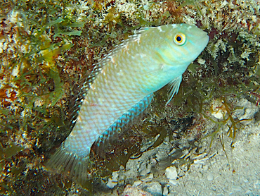 Green Razorfish - Xyrichtys splendens - Cozumel, Mexico